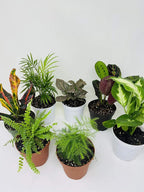 Terrarium & Fairy Garden Plants - 5 Plants in 4" Pots Unique-from Jmbamboo