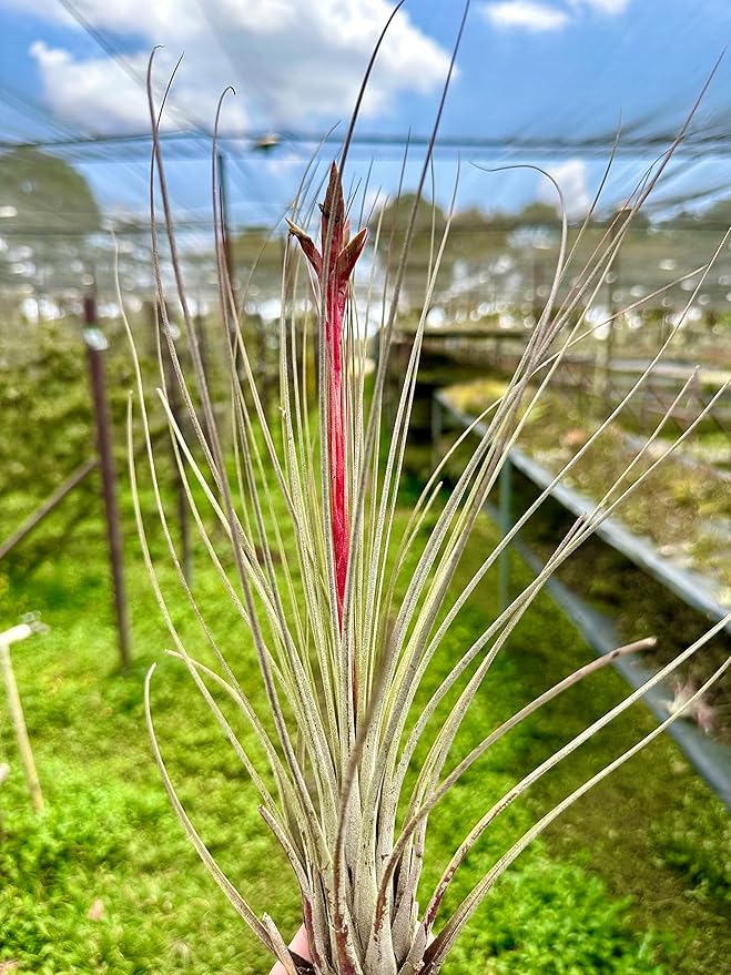 ragnaroc Air Plants Bulk - Tillandsia Juncea Wholesale, Jumbo 8-12" - 30ct - Live Arrival Guaranteed - House Plants for Home Decor & Gift