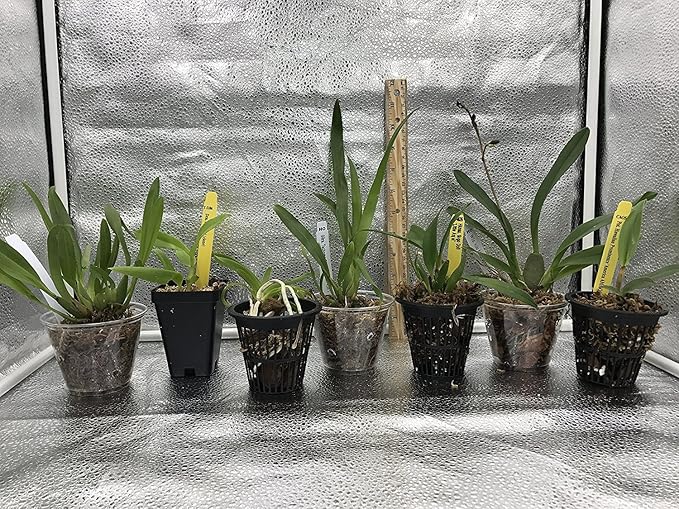 4 Live Orchid Plants to Choose (Oncidiums)