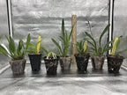 4 Live Orchid Plants to Choose (Oncidiums)