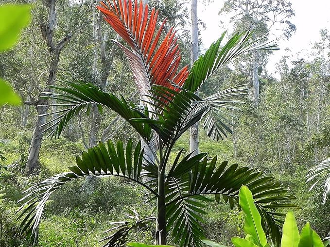 Red Flame Palm - Live Plant in a 4 Inch Growers Pot - Chambeyronia Macrocarpa - Extremely Rare Ornamental Palms from Florida