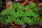 Running Cedar Plant – Evergreen Groundcover with Soft, Fern-Like Texture - Fan Clubmoss - Grow Your Own Christmas Decor - Seedlings to Plant Your Own (1 Plant)