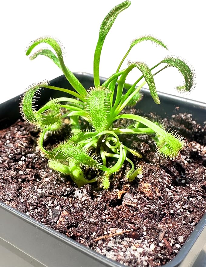 Cape Sundew (Drosera capensis) – Carnivorous Plant with Pot, Easy Indoor Grow Kit for Beginners & Nature Enthusiasts