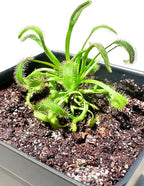 Cape Sundew (Drosera capensis) – Carnivorous Plant with Pot, Easy Indoor Grow Kit for Beginners & Nature Enthusiasts