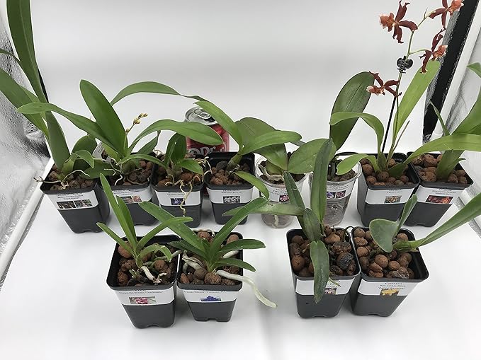 4 Live Orchid Plants + HP to Choose (Cattleyas + Heat Pack)