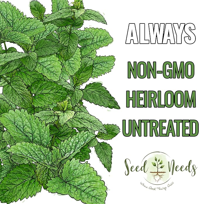 Seed Needs Lemon Balm Seeds for Planting - Non-GMO, Heirloom & Untreated Perennial Medicinal Herb - Plant Indoors/Outdoors Used for Making Calming Tea (5 Packs)