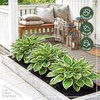 Live Perennial Hosta - Pilgrim (3 Plants Per Pack) Beautiful Accent Plant, 10" Tall by 4" Wide in 1 Qt Pot
