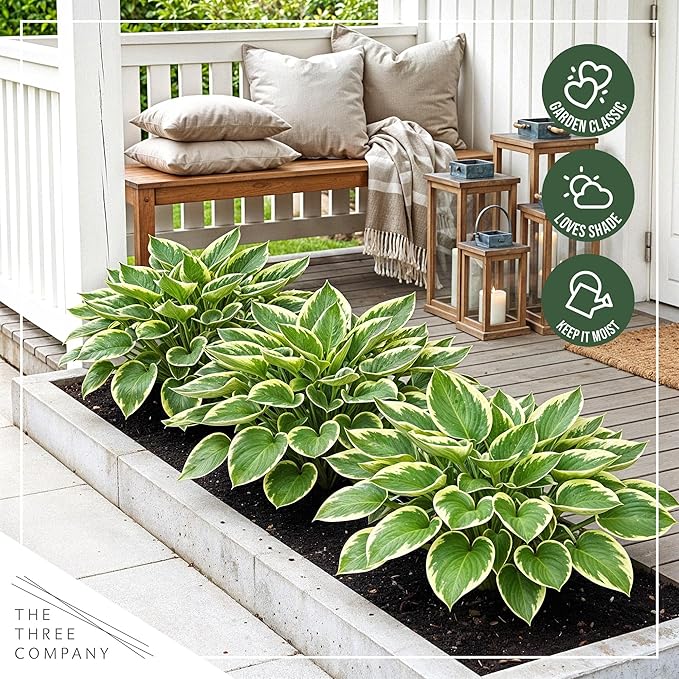 Live Perennial Hosta - Pilgrim (3 Plants Per Pack) Beautiful Accent Plant, 10" Tall by 4" Wide in 1 Qt Pot