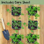 Live Citronella Geranium Plants (6-Pack); Pelargonium Citronella Scented Potted Plants