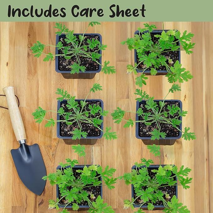 Live Citronella Geranium Plants (6-Pack); Pelargonium Citronella Scented Potted Plants