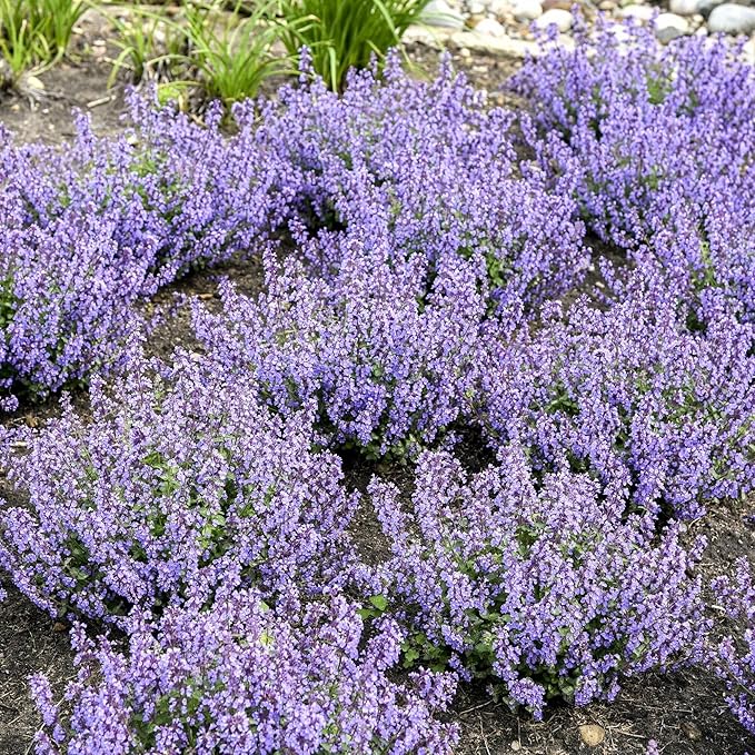 Nepeta ‘Cat’s Pajamas’, Catmint Live Plant, Proven Winners, Fragrant, Potted Perennial that is Ready for Planting, not Seeds, Container Size: 4.5"