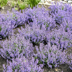 Nepeta ‘Cat’s Pajamas’, Catmint Live Plant, Proven Winners, Fragrant, Potted Perennial that is Ready for Planting, not Seeds, Container Size: 4.5"
