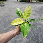 Philodendron Moonlight - Live Plant in a 4 Inch Growers Pot - Philodendron 'Moonlight' - Extremely Rare Indoor Air Purifying Houseplant