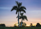 Royal Palm | Seed Grow Kit | The Jonsteen Company