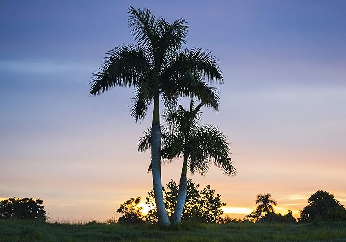 Royal Palm | Seed Grow Kit | The Jonsteen Company