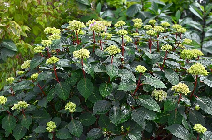 Endless Summer Collection - Hydrangea mac. Endless Summer BloomStruck (Reblooming Hydrangea) Shrub, RB purple, #3 - Size Container
