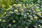 Endless Summer Collection - Hydrangea mac. Endless Summer BloomStruck (Reblooming Hydrangea) Shrub, RB purple, #3 - Size Container