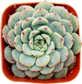 Fat Plants San Diego Live Echeveria Hybrid Succulent Plant (2 inch, Minima)