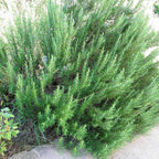 Live Rosemary Plants in 4'' Pot, Fragrant Upright Rosemary Starter 4-8 Inches, Hardy Outdoor Plant for Garden, Patio and Containers
