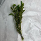 Chalily Anacharis Submerged Oxygenator, a Great Live Pond Plant for Your Water Garden. Filters The koi and Goldfish Pond. Good for Underwater Areas! Submerged Oxygenator!