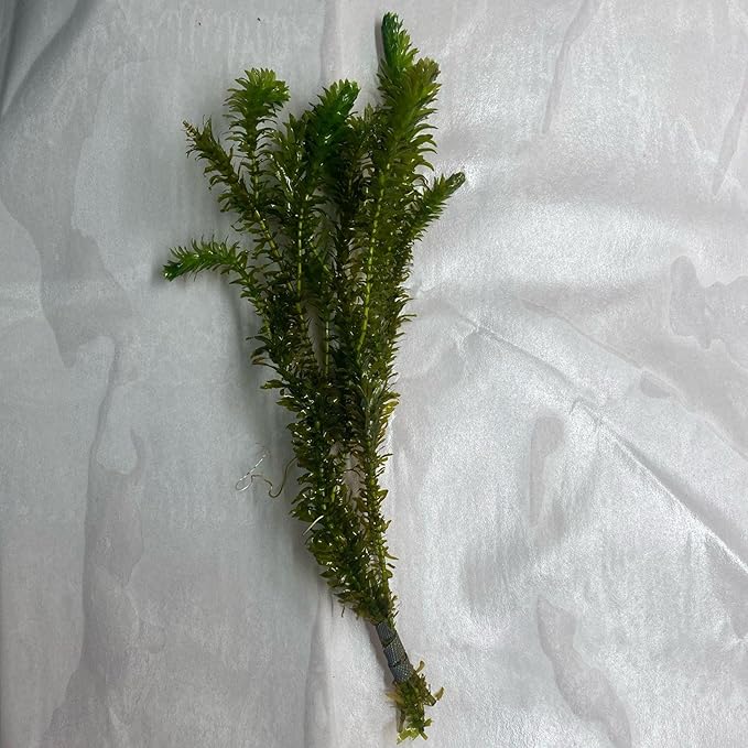 Chalily Anacharis Submerged Oxygenator, a Great Live Pond Plant for Your Water Garden. Filters The koi and Goldfish Pond. Good for Underwater Areas! Submerged Oxygenator!