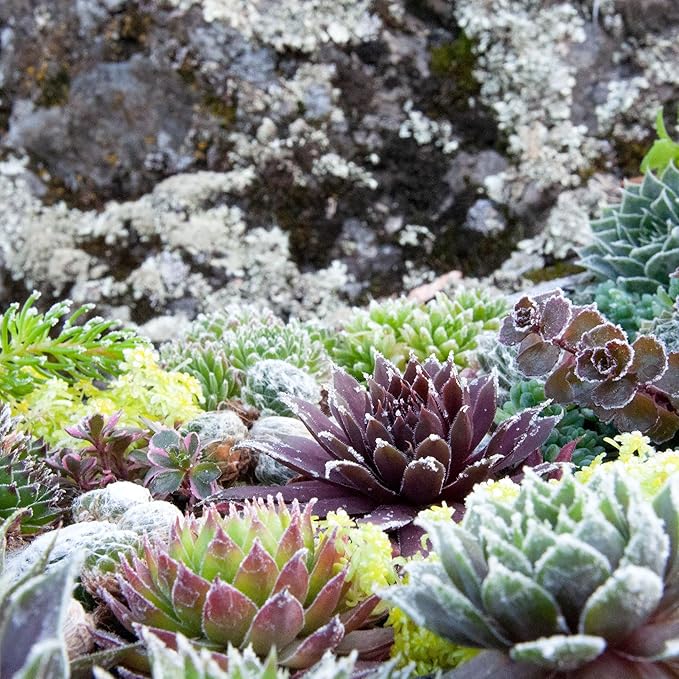 Mountain Crest Gardens Hardy Succulent Variety Pack - 12 Frost-Tolerant Live Plants, Rooted in 2 Inch Pots - Real Outdoor Succulents for Rock Gardens, Landscaping, DIY Arrangements