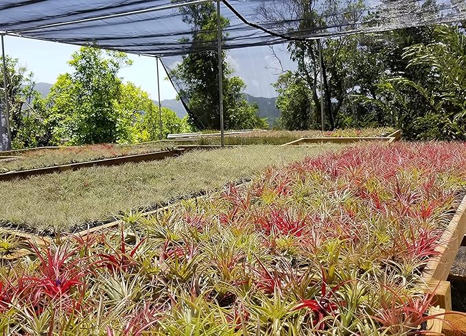 Rainforest Grown 12 Pack Assorted Air Plants - Live Tillandsia - Easy Care House Plants -