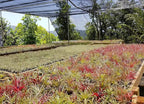 Rainforest Grown 12 Pack Assorted Air Plants - Live Tillandsia - Easy Care House Plants -