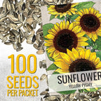 Seed Needs Dwarf Sunflower Seeds for Planting Yellow Pygmy Sunflowers - Heirloom & Open Pollinated Annual Cut Flowers - Perfect for Butterfly Gardens (2 Packs)