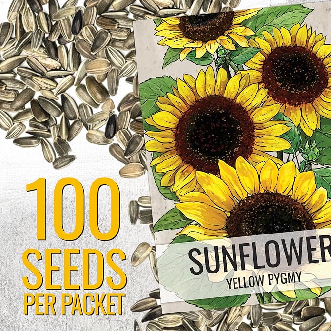 Seed Needs Dwarf Sunflower Seeds for Planting Yellow Pygmy Sunflowers - Heirloom & Open Pollinated Annual Cut Flowers - Perfect for Butterfly Gardens (2 Packs)