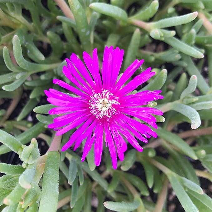Purple Ice Plant Delosperma cooperi – Succulent Groundcover with Vibrant Purple Flowers, Drought Tolerant, Full Sun, Pet Safe, and Suitable for Containers and Gardens 1 Quart (Pack of 5)