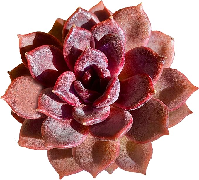 Live Succulents Plants Echeveria Black Mamba 3 inches,Rare Black Red Succulents Bare Root Without Pot Soil, Live Plants Indoor Office Decoration Wedding and Gift
