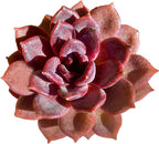 Live Succulents Plants Echeveria Black Mamba 3 inches,Rare Black Red Succulents Bare Root Without Pot Soil, Live Plants Indoor Office Decoration Wedding and Gift
