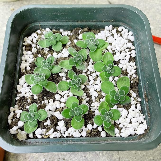 5 Quart Organic Perlite Horticultural Soil Amendment for Plants and Enhanced Drainage Enhanced Growth Organic Perlite Soil for Healthy Root Development