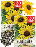 Seed Needs Sunflower Seeds for Planting Wild Sunflowers - Heirloom & Open Pollinated Flower Seed to Plant an Outdoor Wildflower Butterfly Garden (2 Packs)