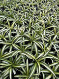 Spider Plants Live House Plants ~ Collectors Pack 6 Varieties ~ Airplane, Reverse, Hawaiian, Bonnie Curly, OG Green and Reg Green - 12 Live Starter Plants