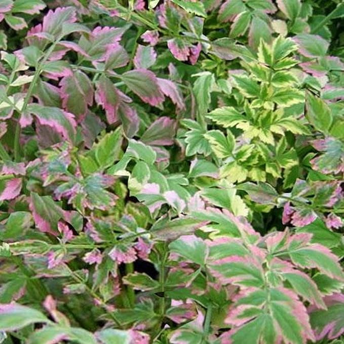 Chalily Water Celery, a Great Live Pond Plant for Your Water Garden. Filters koi and Goldfish Ponds. Good for Bogs, Plant Shelf or Shallow Water This marginal Aquatic is a Real Beauty