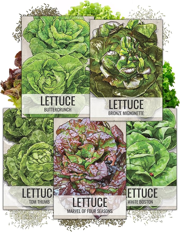 Seed Needs Butterhead Lettuce Seeds Variety Pack for Planting a Collection of 5 Individual Varieties - Packets Includes Buttercrunch, Marvel of 4 Seasons, Bronze Mignonette & More