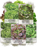 Seed Needs Butterhead Lettuce Seeds Variety Pack for Planting a Collection of 5 Individual Varieties - Packets Includes Buttercrunch, Marvel of 4 Seasons, Bronze Mignonette & More