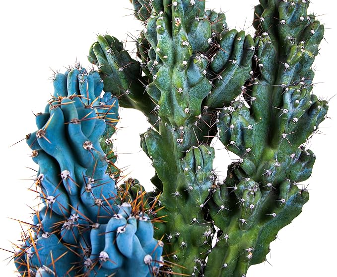 Cactus Outlet - Curiosity Cactus Plants Live, Live Plants Indoor & Outdoor Use, Live Cactus, 12”-18” - Rare Large Live Cactus - Landscape Ready Large Cactus Plant Live Delivered Right to Your Door
