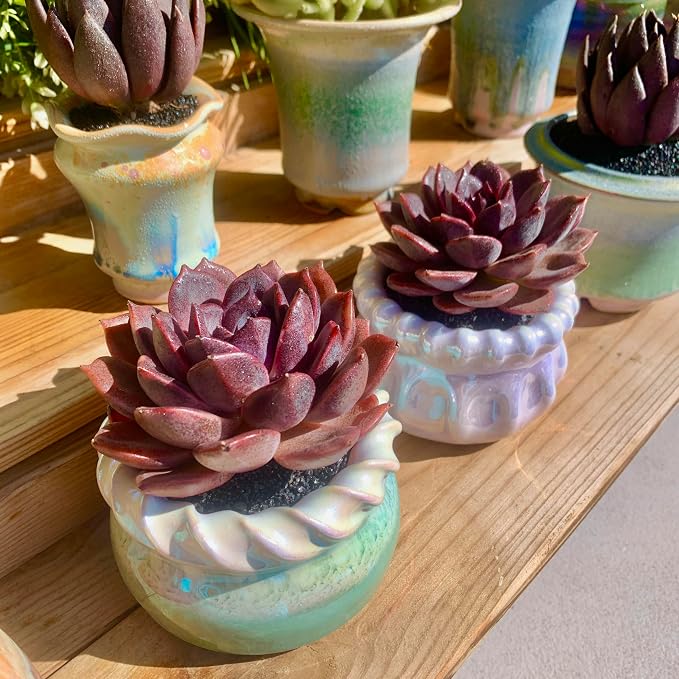 Live Succulents Plants Echeveria Black Mamba 3 inches,Rare Black Red Succulents Bare Root Without Pot Soil, Live Plants Indoor Office Decoration Wedding and Gift