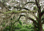 ragnaroc Tillandsia Usneoides ‘Thick-Colombian Spanish Moss’ - ragnaroc Indoor Tropical Plant 16” / 1 oz - Live Arrival Guaranteed - Live Air Plant & House Plants for Home Decor & Gift