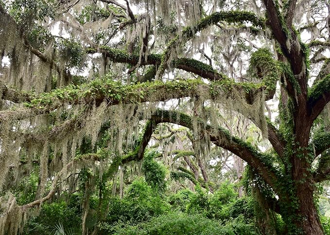 ragnaroc Tillandsia Usneoides ‘Thick-Colombian Spanish Moss’ - ragnaroc Indoor Tropical Plant 16” / 6 oz - Live Arrival Guaranteed - Live Air Plant & House Plants for Home Decor & Gift