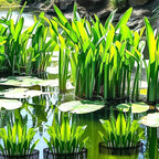 EBaokuup 4 Pcs Aquatic Pond Planting Bags-7" Reusable Mesh Water Garden Pond Plant Pot-Breathable Black Square Lily Plant Pots for Pond Bog Plant Garden Terrestrial Plant