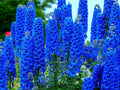 Blue Delphinium Flower Seeds - 100+ Seeds - Grow Stately Delphinium Wildflowers - Made in USA