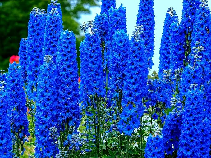 Blue Delphinium Flower Seeds - 100+ Seeds - Grow Stately Delphinium Wildflowers - Made in USA