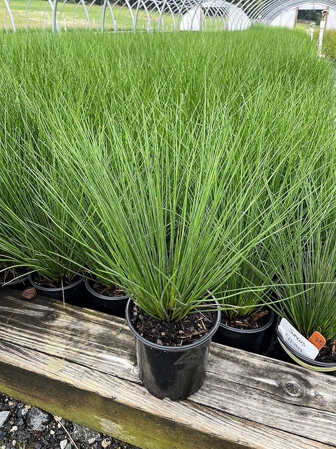 Perennial Farm Juncus Effusus (Common Rush/Soft Rush) – Live Ornamental Grass in 1 Quart, Upright Green Stems, Deer Resistant, Ideal for Rain Gardens, Water Features & Wetland Borders