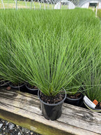 Perennial Farm Juncus Effusus (Common Rush/Soft Rush) – Live Ornamental Grass in 1 Quart, Upright Green Stems, Deer Resistant, Ideal for Rain Gardens, Water Features & Wetland Borders