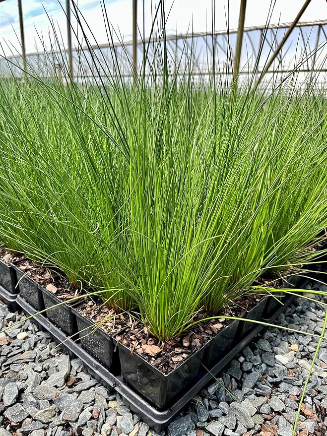 Perennial Farm Juncus Effusus (Common Rush/Soft Rush) – Live Ornamental Grass in 1 Quart, Upright Green Stems, Deer Resistant, Ideal for Rain Gardens, Water Features & Wetland Borders
