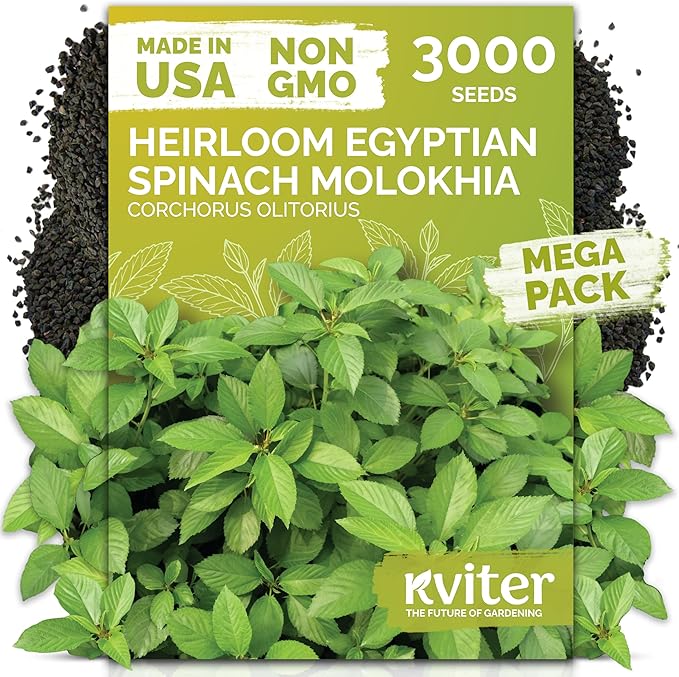 KVITER 3000 Egyptian Spinach Seeds - Molokhia (Corchorus Olitorius) – Jute Leaves, Ewedu, Rau Day, Saluyot Vegetable Seed – Non GMO & Heirloom Vegetable Seeds for Planting Outdoors & Indoors